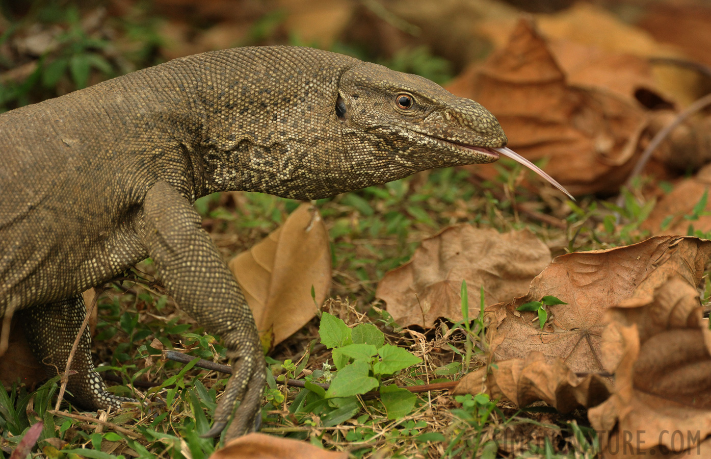 Varanus bengalensis [550 mm, 1/400 Sek. bei f / 8.0, ISO 2500]